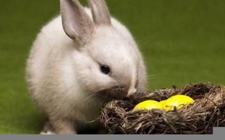 2021年属兔人的全年运势(2021年属兔人全年运势完整版)