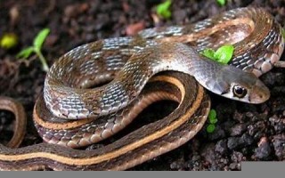 做梦梦到蛇缠身(做梦梦到蛇缠身上是什么征兆)