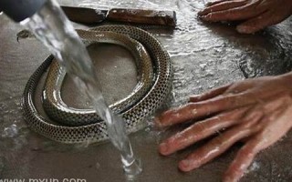 周公解梦梦见杀蛇(周公解梦梦见杀蛇见血)