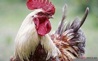 属鸡人的婚姻与命运(属鸡人的婚姻与命运1993年的)