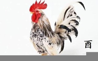 属鸡人2024年全年运势运程(属鸡人2024年全年运势运程2005)