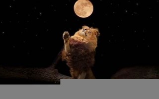 金牛女和狮子男(金牛女和狮子男合适吗)