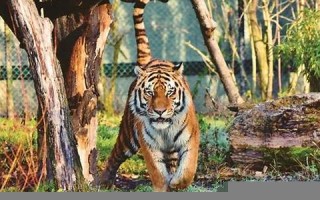 梦见打老虎(男人梦见打老虎)