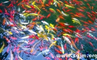 梦见许多鱼(梦见许多鱼和捉到鱼是什么)