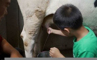 挤牛奶暗示什么意思(挤牛奶的人叫什么)