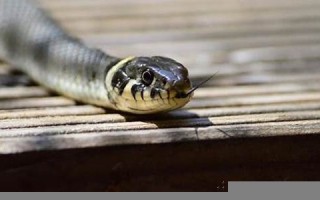 周公解梦 梦见蛇(周公解梦梦见蛇是什么预兆)