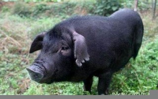 梦见黑猪(梦见黑猪和白猪是什么意思)