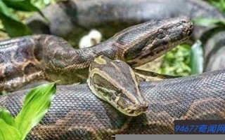 梦见大蛇是什么预兆(男人梦见大蛇是什么预兆)