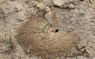 梦见蚂蚁窝(梦见蚂蚁窝被挖开有很多蚂蚁卵)