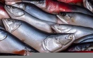 做梦梦到鱼(做梦梦到鱼和水是什么征兆)