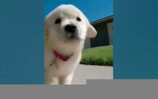 做梦梦见狗(做梦梦见狗要咬我是什么征兆)