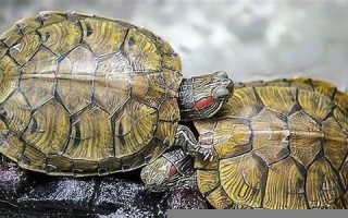 梦见乌龟是什么意思(周公解梦免费自查)