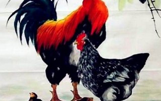 2022年属鸡人的全年运势(2022年属鸡人的全年运势及运程)