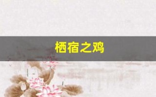 栖宿之鸡(栖宿之鸡为什么住别人家) 栖宿之鸡(栖宿之鸡为什么住别人家)