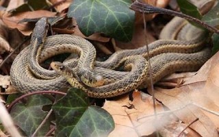 晚上做梦梦到蛇(女人睡觉梦见蛇是好是坏)