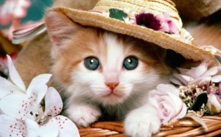 今日运气(今日运势每日运势查询) 今日运气(今日运势每日运势查询)