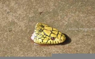 梦见杀蛇(梦见杀蛇没杀死) 梦见杀蛇(梦见杀蛇没杀死)