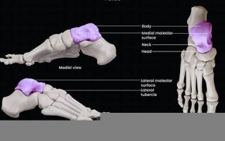 taluo(塔罗牌免费测试占卜)
