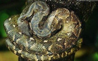 梦见蛇是什么预兆(梦见大蛇是什么预兆) 梦见蛇是什么预兆(梦见大蛇是什么预兆)