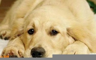 梦见狗(梦见狗咬人)