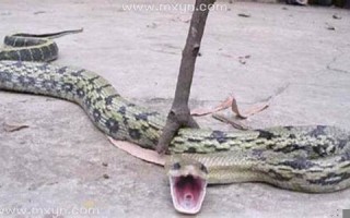 梦见自己打死蛇(50岁到60岁梦到蛇是什么意思)