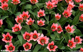 周公解梦破解大全查询(周公解梦破解大全查询2345(原版)梦见一片空房子)